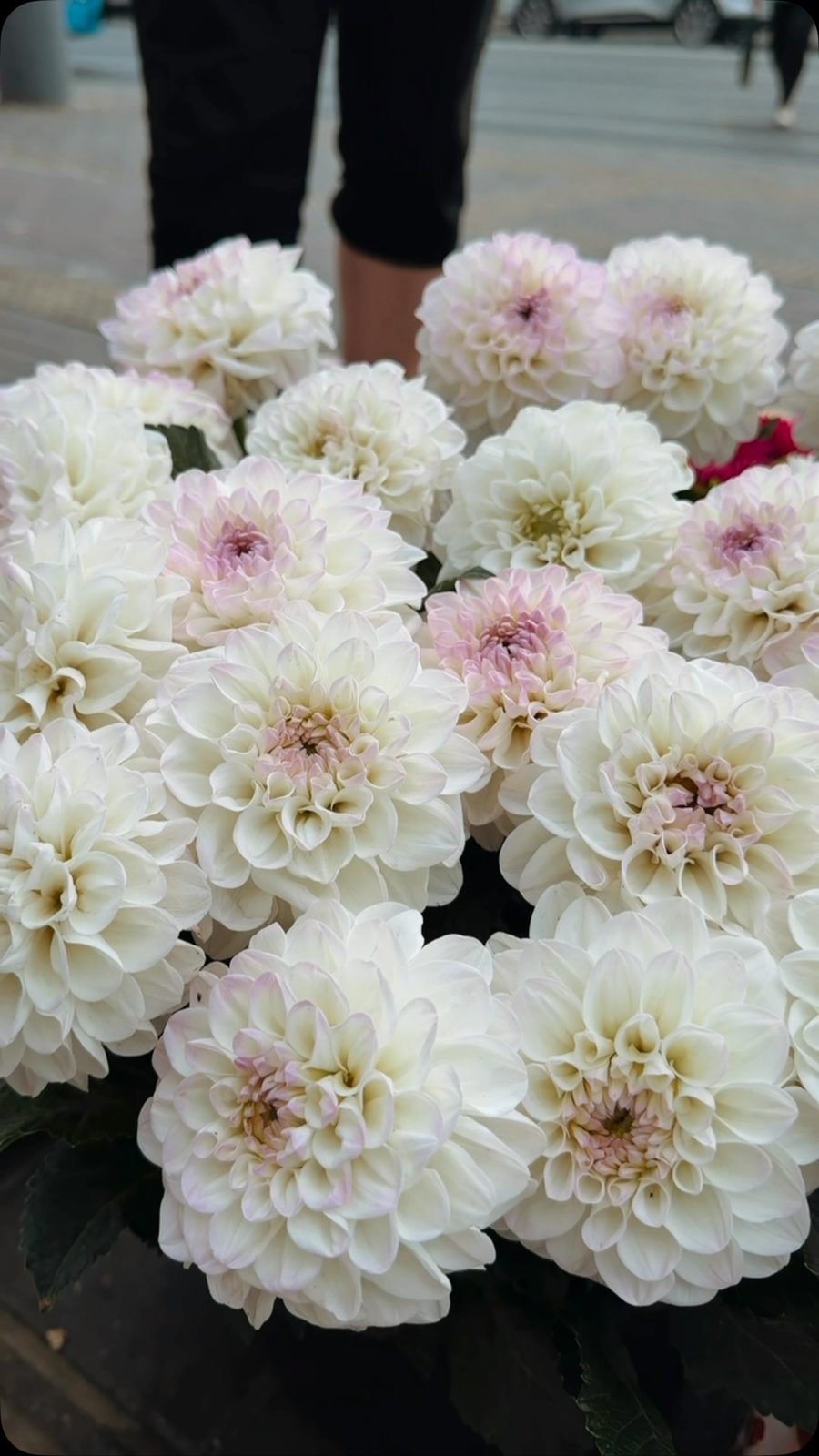 Soft, timeless, and effortlessly elegant. 🤍🌸
A bouquet of