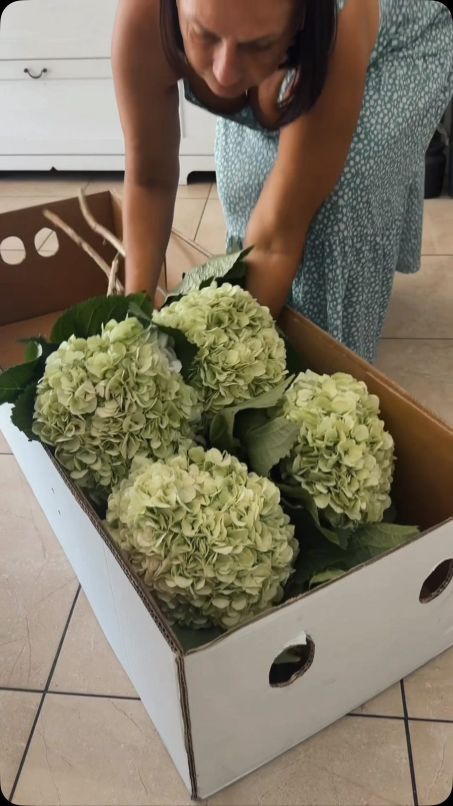 A touch of timeless elegance 💚
Our lush green hydrangeas b