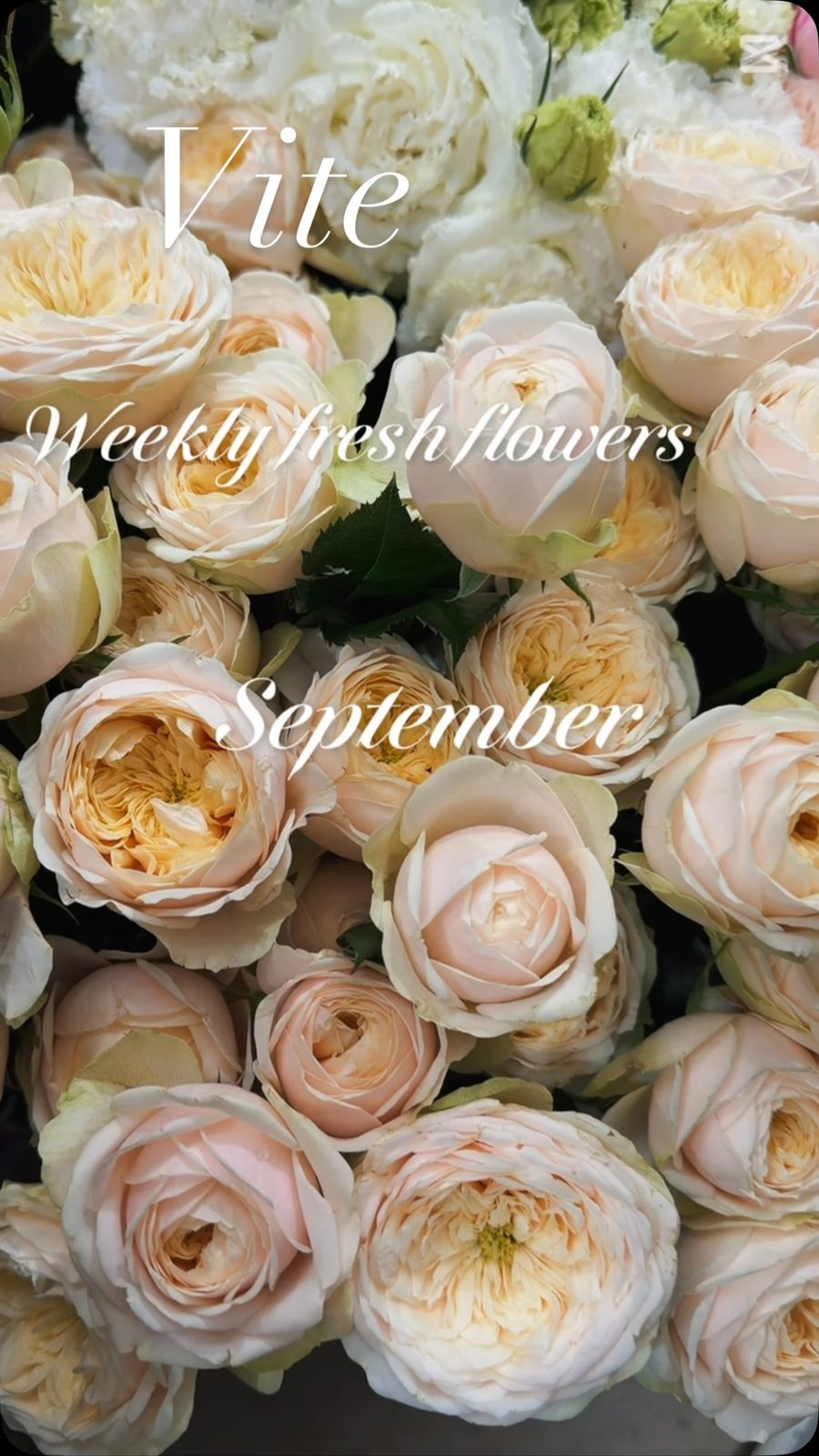 FLOWERS OF THE WEEK ✨
At Vite Flowers, every week brings a