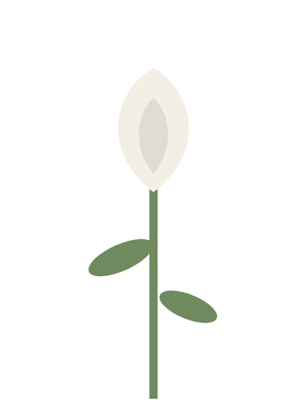 Calla lily