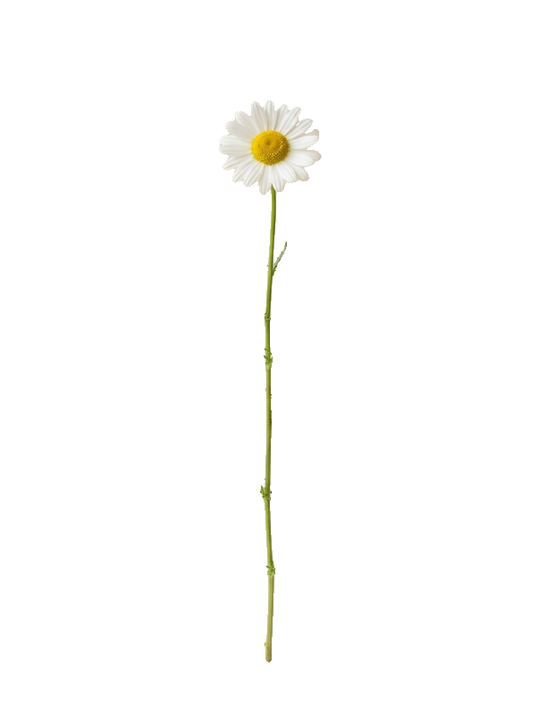 Chamomile