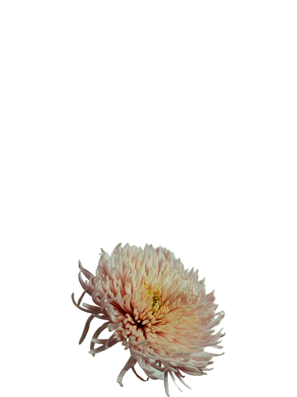 Pink spray chrysanthemum