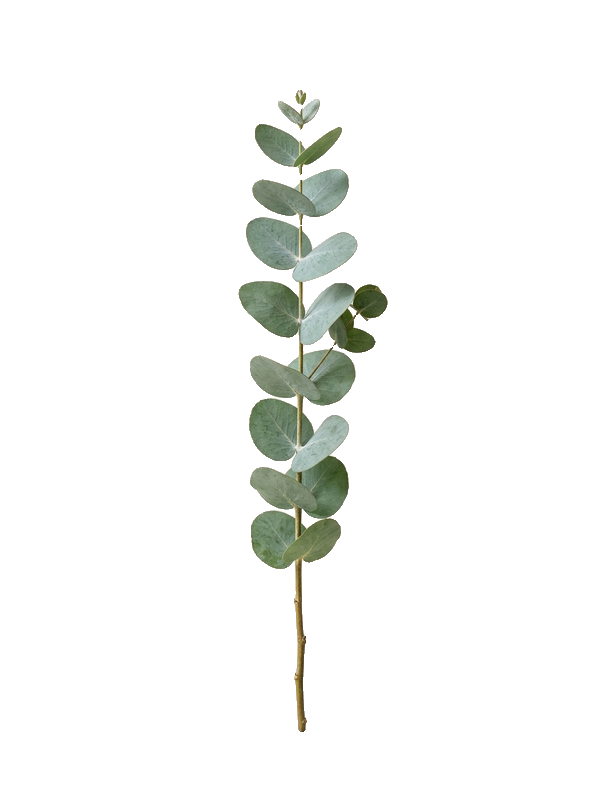 Eucalyptus