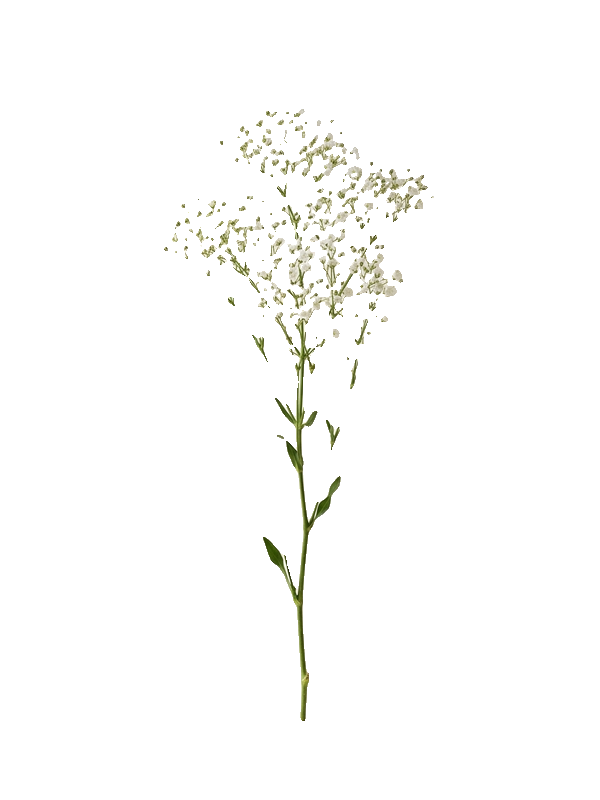 Gypsophila