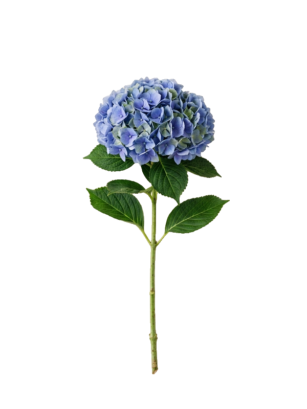 Blue hydrangea