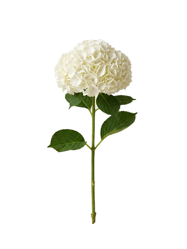 White hydrangea