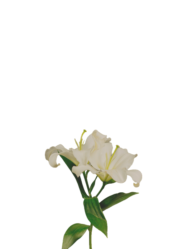 White lily