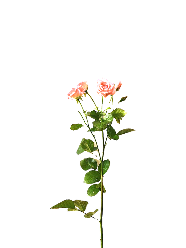 Pink spray rose