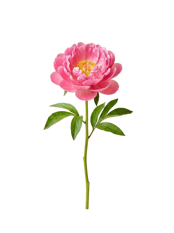 Pink peony