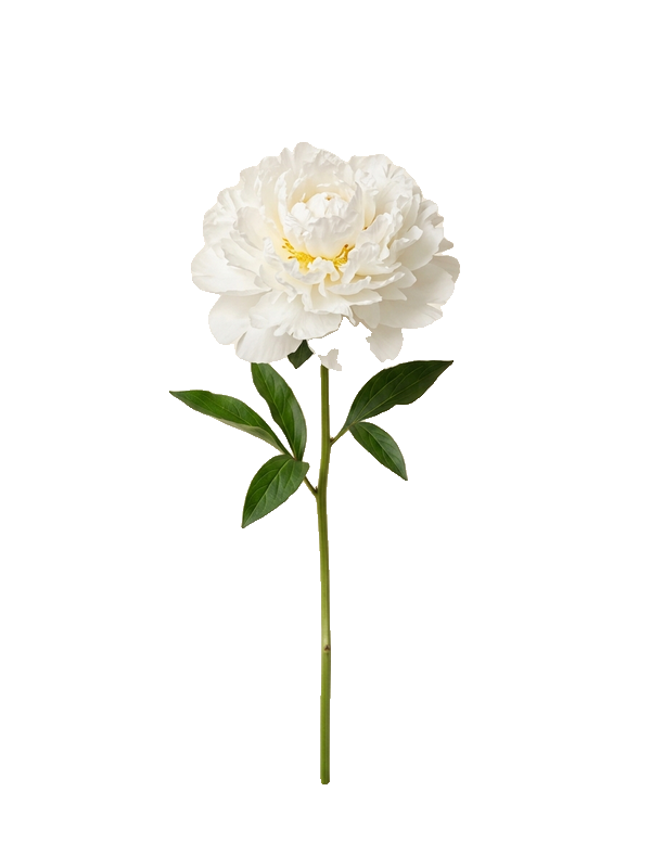 White peony