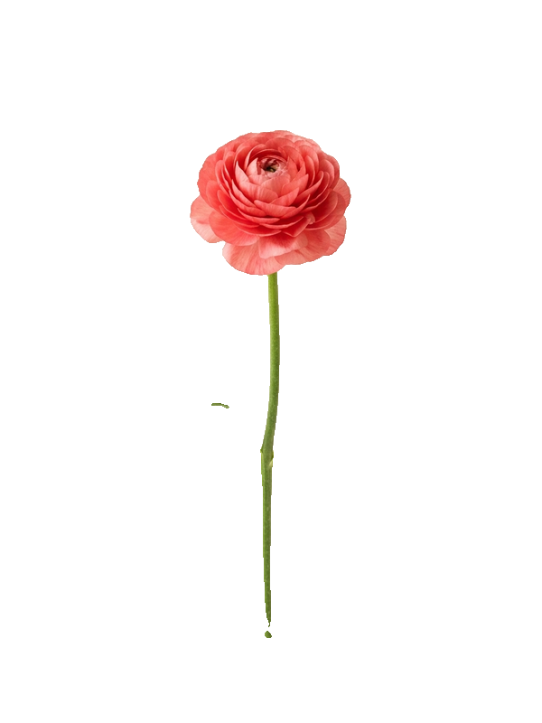 Coral ranunculus