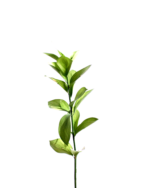Ruscus