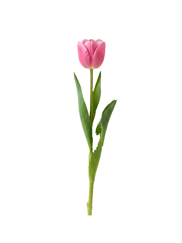 Pink tulip