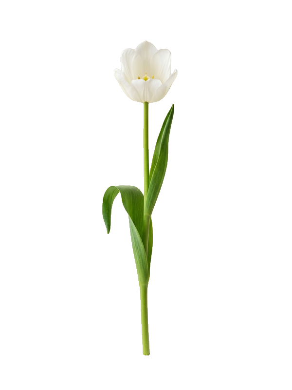 White tulip